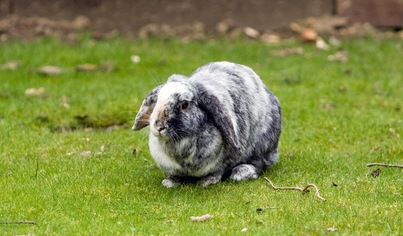 French Lop
