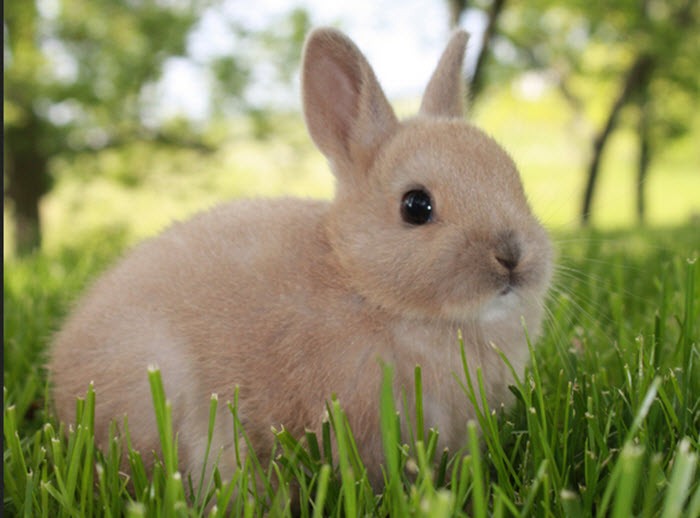 Netherland Dwarf