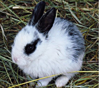 adopt a bunny