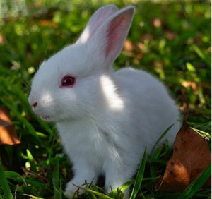 bunny rabbit